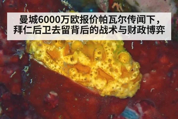 曼城6000万欧报价帕瓦尔传闻下,拜仁后卫去留背后的战术与财政博弈