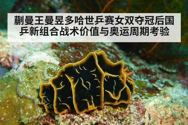 蒯曼王曼昱多哈世乒赛女双夺冠后国乒新组合战术价值与奥运周期考验